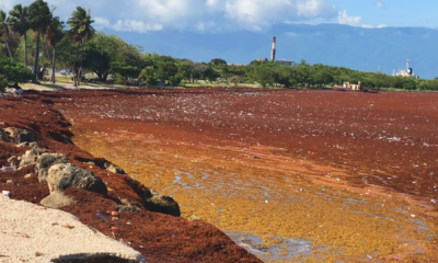 Acumulación de sargazo en una costa de Barahona, fotografía de archivo