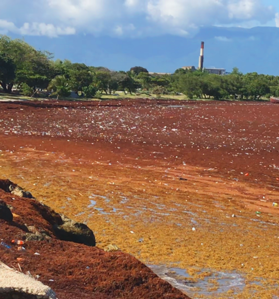 Acumulación de sargazo en una costa de Barahona, fotografía de archivo