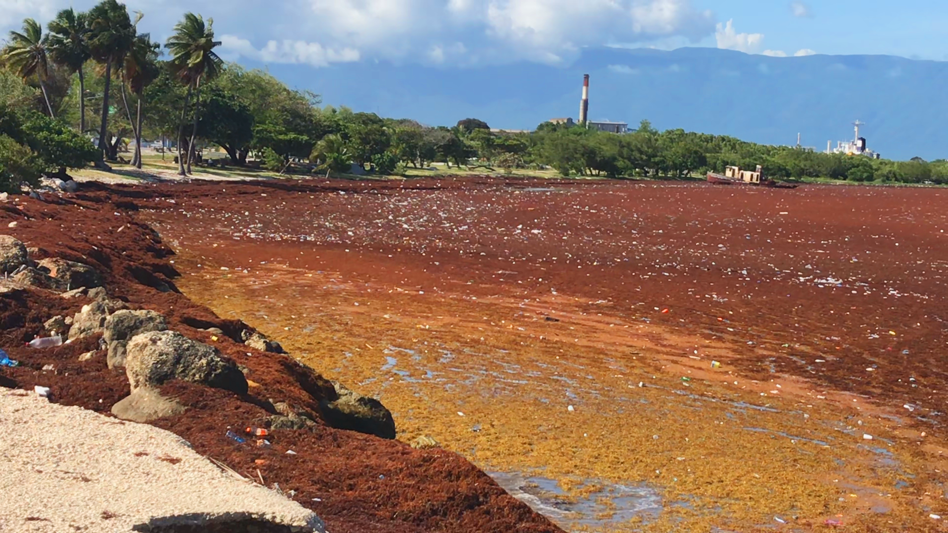 Acumulación de sargazo en una costa de Barahona, fotografía de archivo